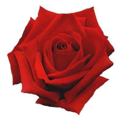 La rosa del Corazon - El puente entre la verdad y la razon, el co-razon. Haga click aqui para continuar. Presione F11 para ver toda la pantalla.